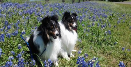 Two dogs in a field of flowers - Expio Consulting