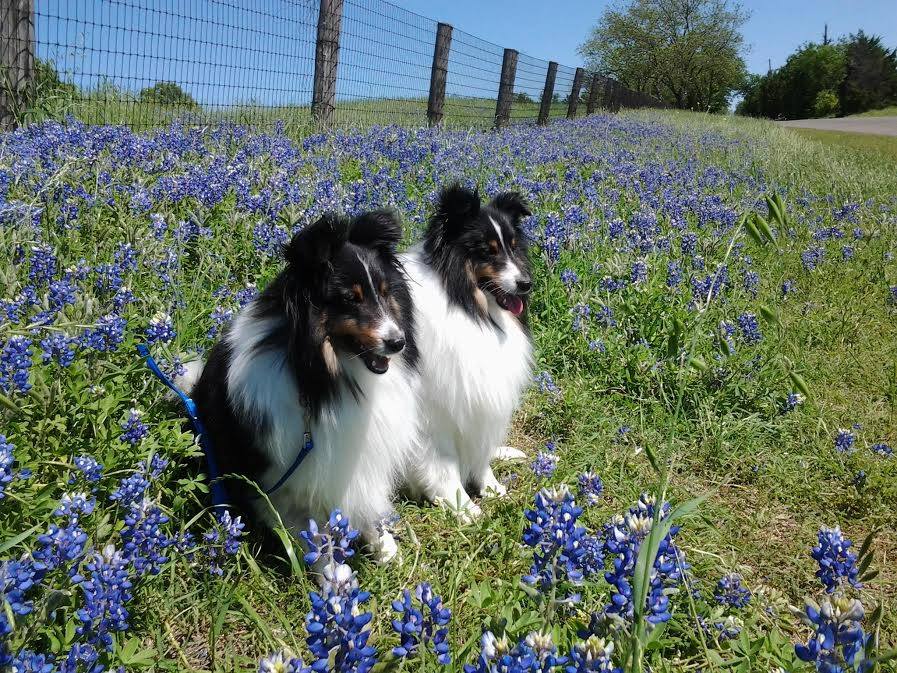 Two dogs in a field of flowers - Expio Consulting